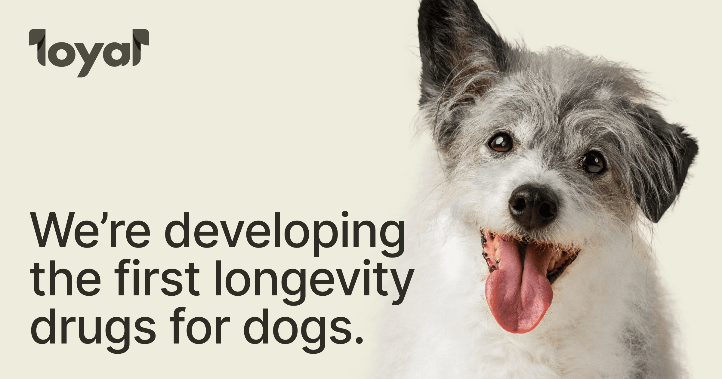 Loyal longevity medicine campaign beside an older dog